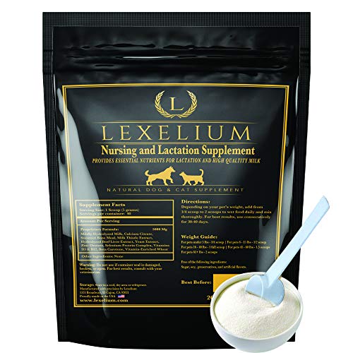 Best Food for Lactating Dog