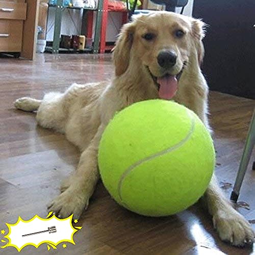 Best Gifts for Your Dog