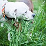 Best Grass for Dogs to Eat