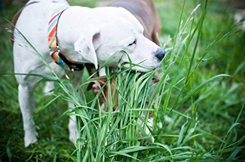 Best Grass for Dogs to Eat
