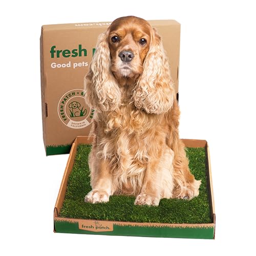 Best Grass Patch for Dogs