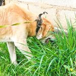 Best Grass to Plant for Dogs