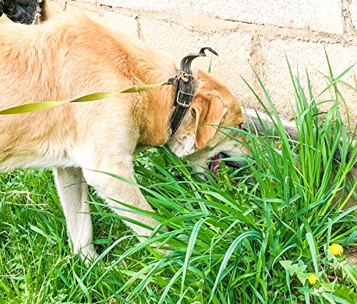 Best Grass to Plant for Dogs