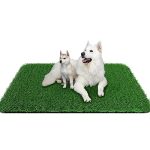 Best Grass Type for Dogs