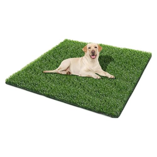 Best Ground Cover for Dog Potty Area