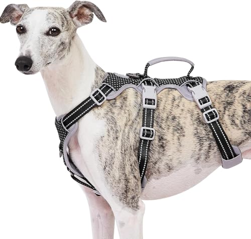 Best Harness for Barrel Chested Dogs