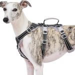 Best Harness for Dogs That Escape