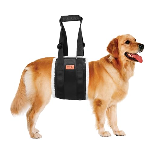 Best Hind Leg Support for Dogs