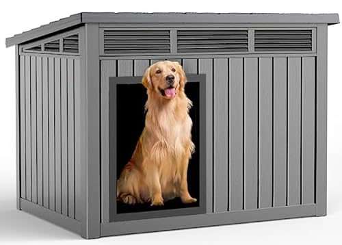 Best House Dogs for Seniors