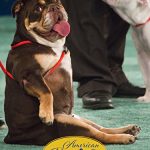 Best in Rescue Dog Show 2025