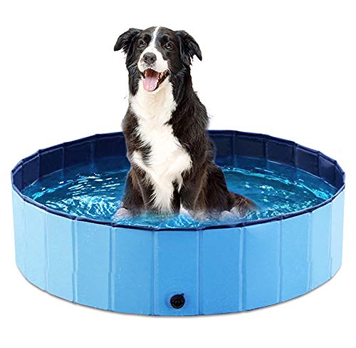 Best Kiddie Pool for Dogs