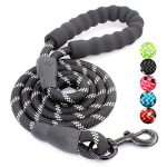 Best Leash for Strong Dogs