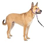 Best Leash to Stop Dog Pulling