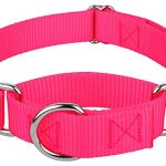 Best Martingale Collar for Dogs