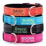 Best Names for Boy Dogs