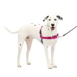 Best No Pull Collar for Dogs