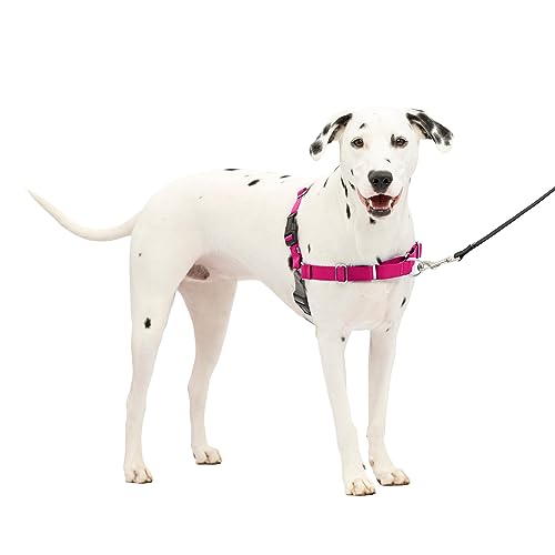 Best No Pull Collar for Dogs