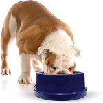 Best Outdoor Dog Water Bowl for Summer