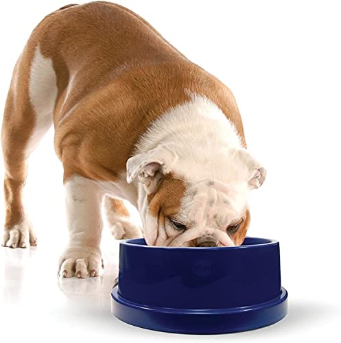 Best Outdoor Dog Water Bowl for Summer