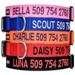 Best Personalized Dog Collars for Large Dogs