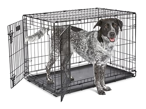 Best Place to Keep Dog Crate