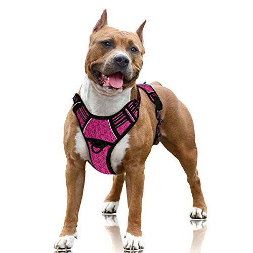 Best Places to Walk Dogs near Me