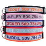 Best Reflective Collars for Dogs