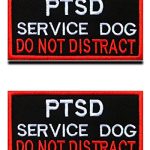 Best Service Dogs for Ptsd