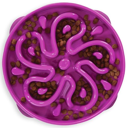 Best Slow Feeders for Dogs