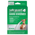 Best Small Breed Guard Dogs