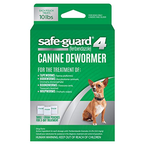 Best Small Breed Guard Dogs