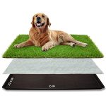Best Small Dogs for Apartment Life