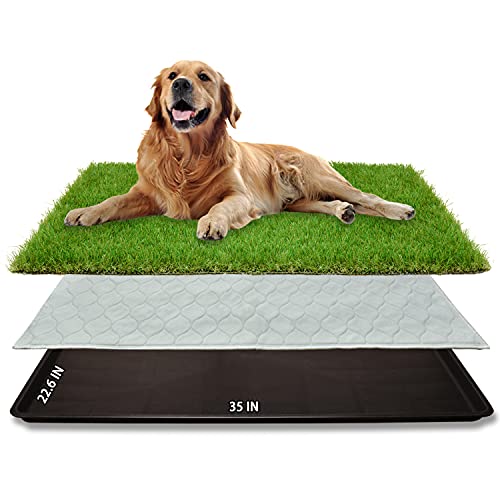 Best Small Dogs for Apartment Life