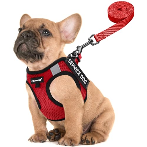 Best Small Service Dog Breeds
