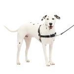 Best Times to Walk Dog