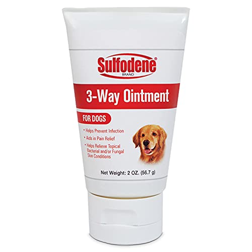 Best Way to Clean Dog Wounds