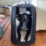 Best Way to Travel With a Dog