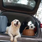 Best Way to Travel With a Dog in the Car