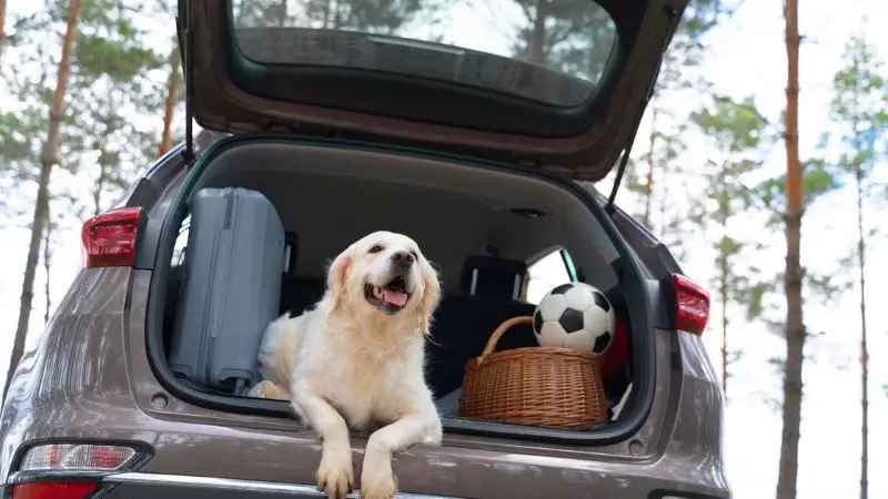 Best Way to Travel With a Dog in the Car