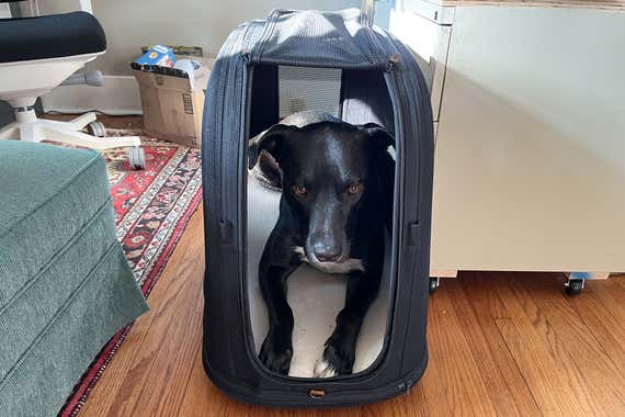 Best Way to Travel With a Dog