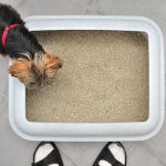 Can a Dog Be Litter Box Trained