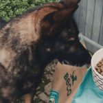 Can Adult.Dogs Eat Puppy Food