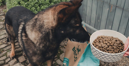 Can Adult.Dogs Eat Puppy Food