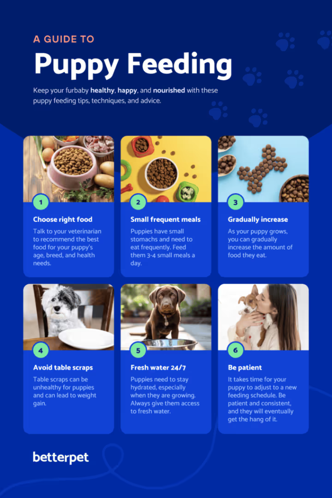 Can I Feed My Puppy Adult Dog Food After Neuter