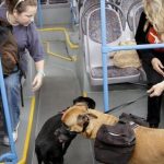Can I Travel With Dog in Bus