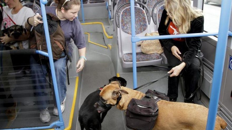 Can I Travel With Dog in Bus