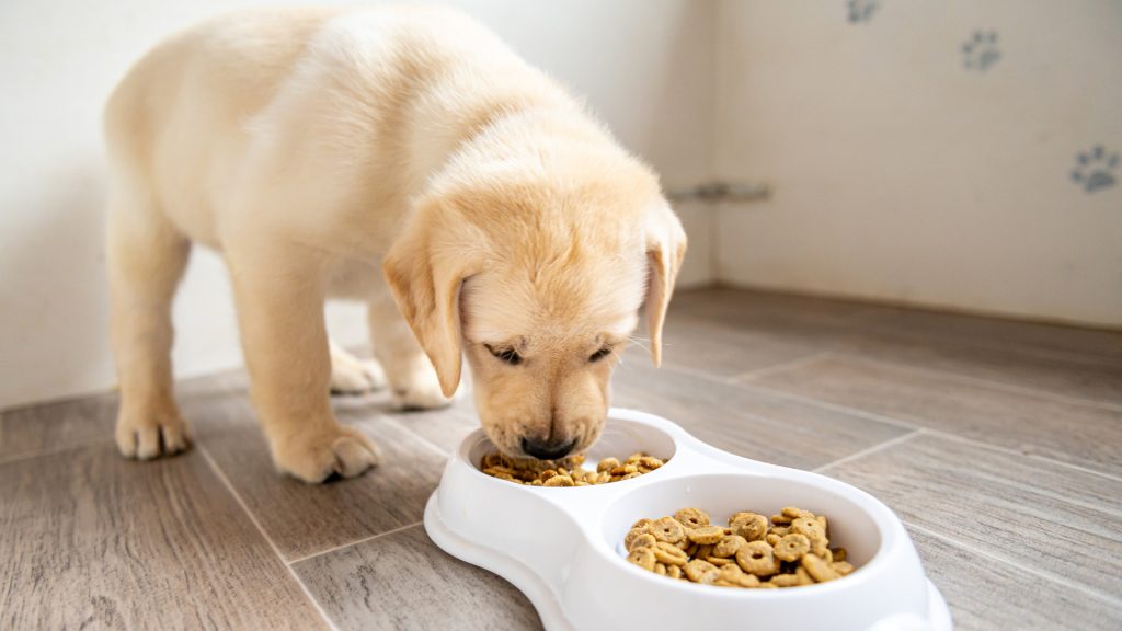 Can My 10 Month Old Puppy Eat Adult Dog Food