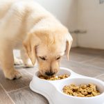 Can My 10 Month Old Puppy Eat Adult Dog Food