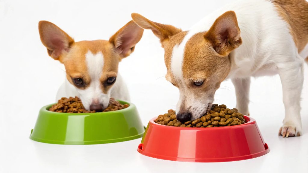 Can My 40 Pound Dog Eat Adult Small Breed Food