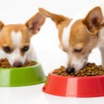 Can My 40 Pound Dog Eat Adult Small Breed Food